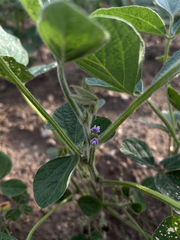 Flowering soybean plant. 